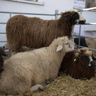 DSC_5719.jpg