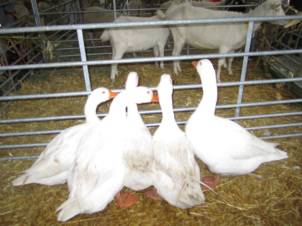 2010 11 12_0896.JPG