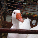 2010 11 12_0920.JPG