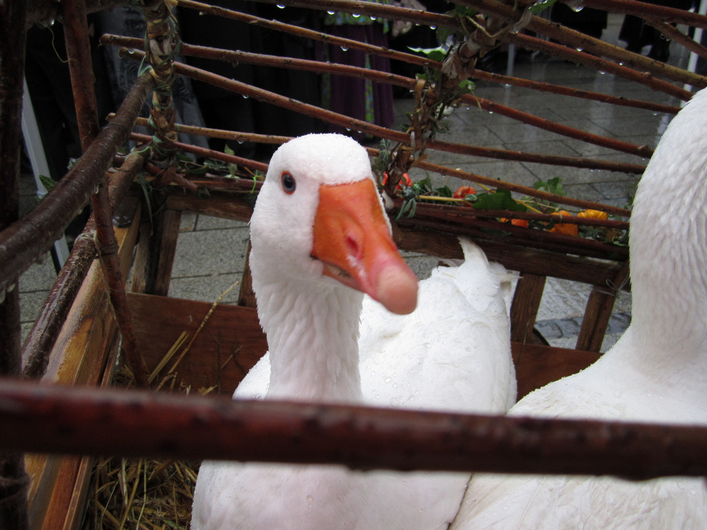 2010 11 12_0920.JPG