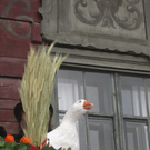 2010 11 12_0946.JPG