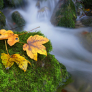 Herbstimpressionen aus dem Bregenzerwald