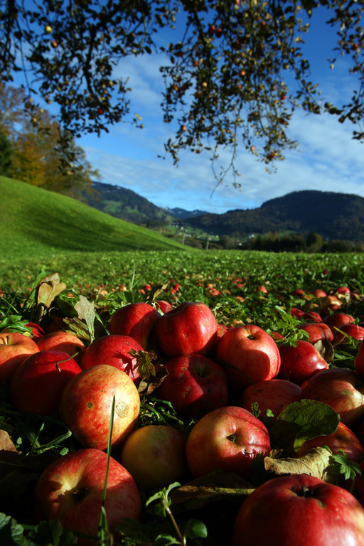 Herbstmotiv 1_jpg-1289760139