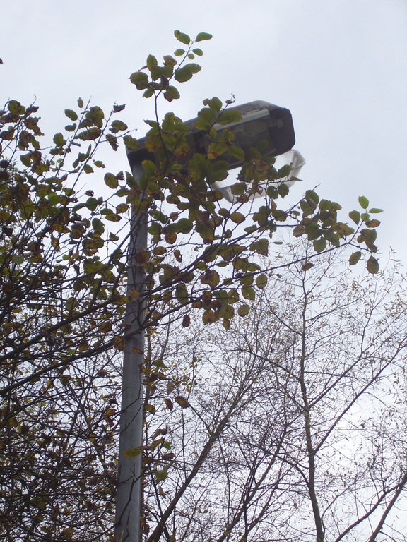 November 4 047_jpg-1289831221