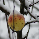 Schneetreiben in Buch, 16.11.2010