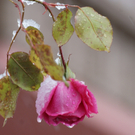 DSC09646_JPG-1289905670