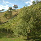 roethiswb10.jpg