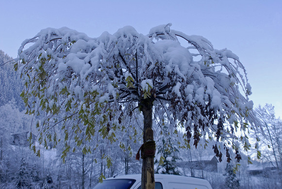 086_bearbeitet-1_jpg-1290098849
