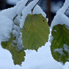 095_bearbeitet-4_jpg-1290098994