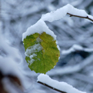 105_bearbeitet-3_jpg-1290099085