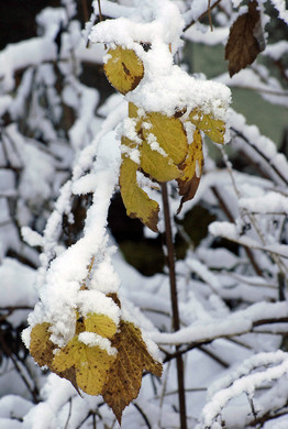 064_bearbeitet-3_jpg-1290098626