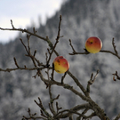 243_bearbeitet-1_jpg-1290159817