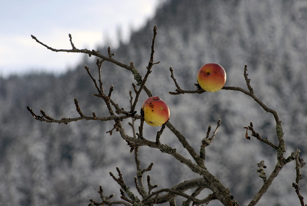 243_bearbeitet-1_jpg-1290159817