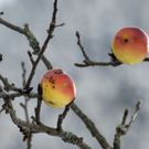 247_bearbeitet-1_jpg-1290159859