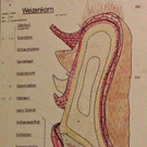 KOE_Exkursion Vorarlberg Mehl 5_jpg-1290261859