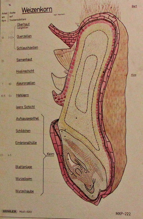 KOE_Exkursion Vorarlberg Mehl 5_jpg-1290261859