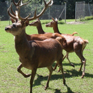 wildpark.JPG