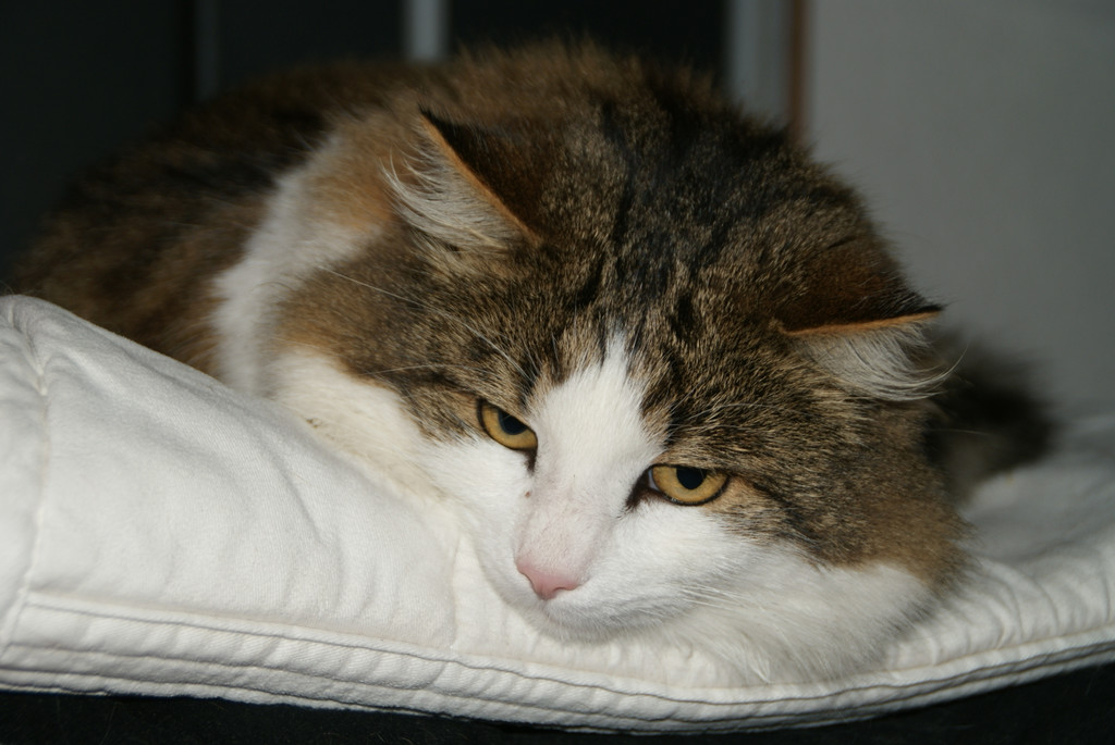 DSC09356.JPG