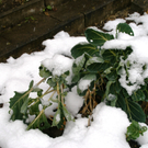 DSC09398.JPG