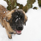 Neue Schneebilder aus Vorarlberg