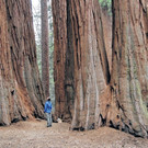 Die Riesen im Sequoia-Nationalpark