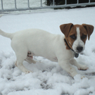 Lucky im Schnee 003.JPG