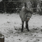 schnee 006.JPG