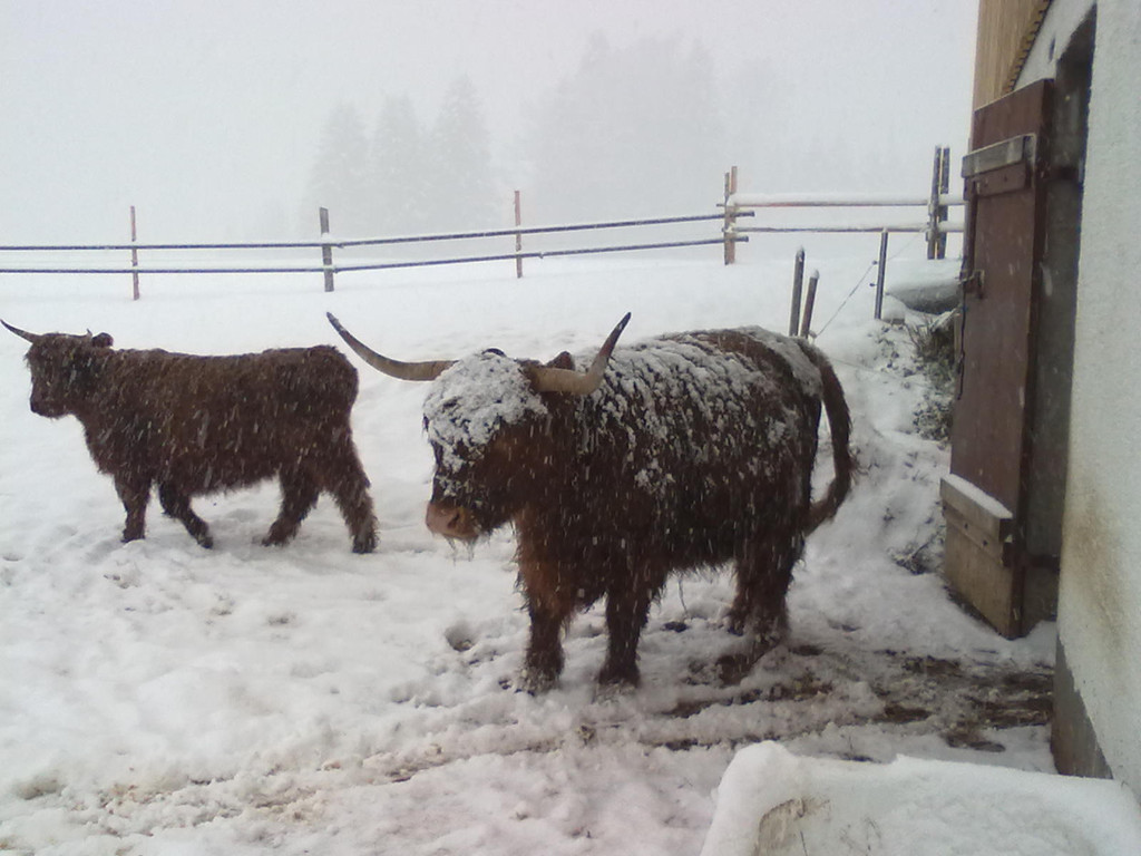 winter 009_jpg-1290779906