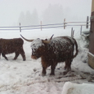 Hochlandrinder im Schnee