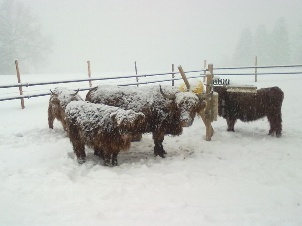 winter 011_jpg-1290779912
