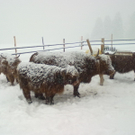 winter 012_jpg-1290779915