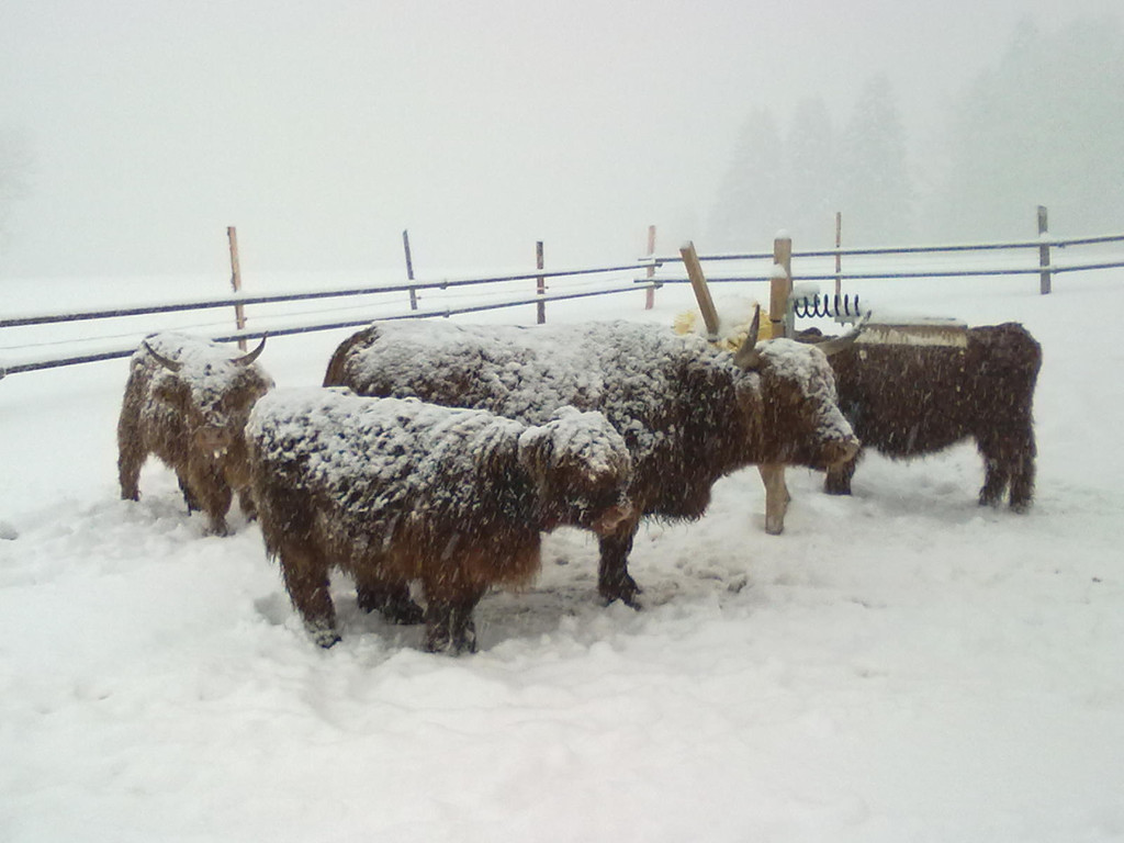winter 012_jpg-1290779915