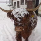 winter 013_jpg-1290779917
