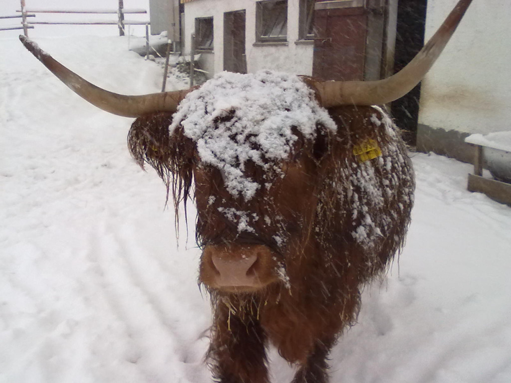 winter 013_jpg-1290779917