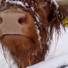 winter 014_jpg-1290779920