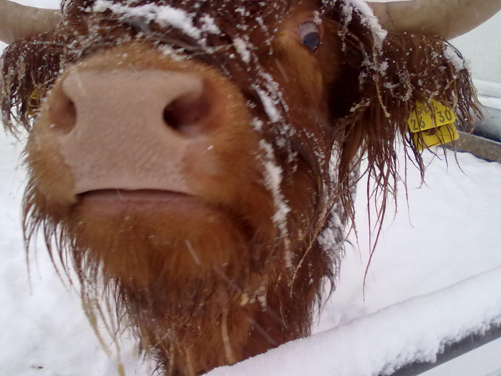 winter 014_jpg-1290779920
