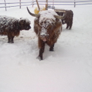 winter 015_jpg-1290779923
