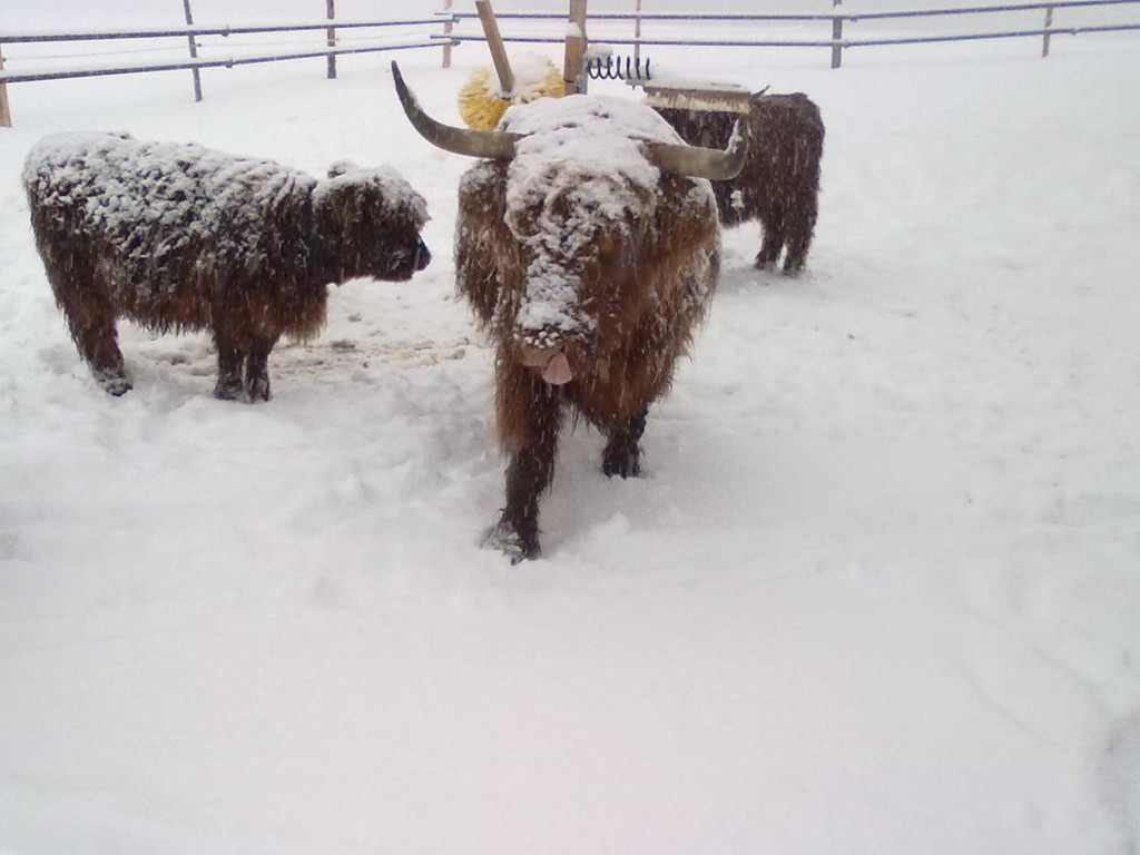 winter 015_jpg-1290779923
