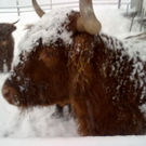 winter 017_jpg-1290779928