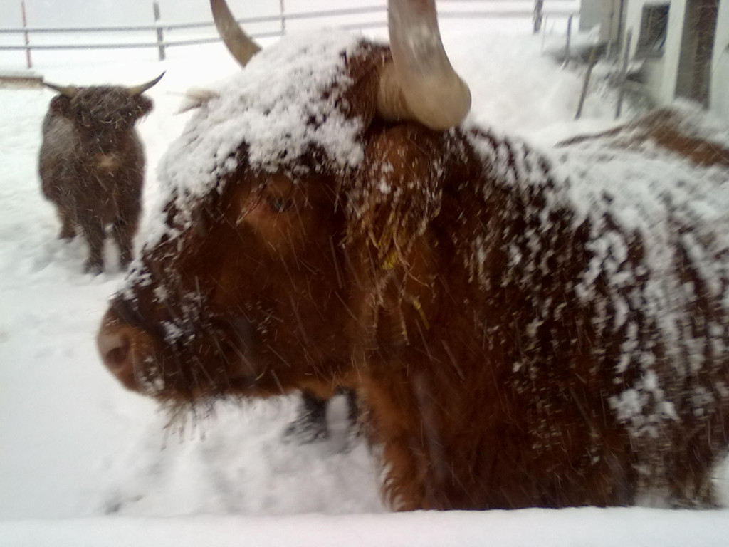 winter 017_jpg-1290779928