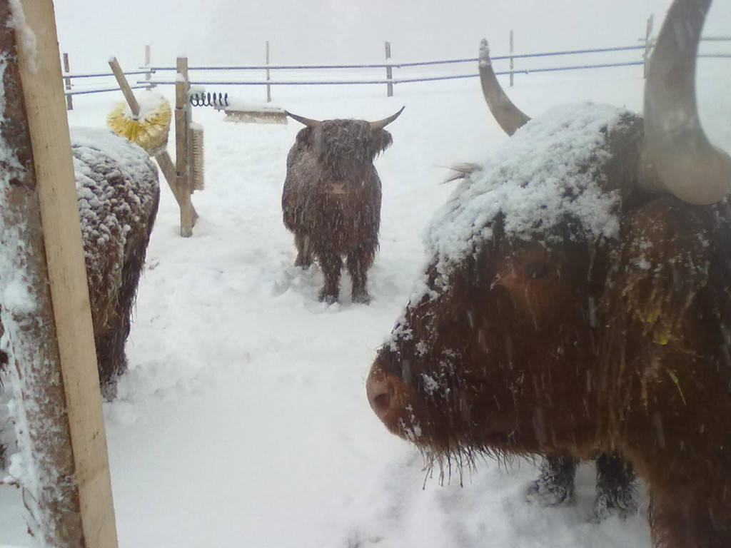 winter 018_jpg-1290779931
