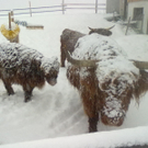 winter 021_jpg-1290779941