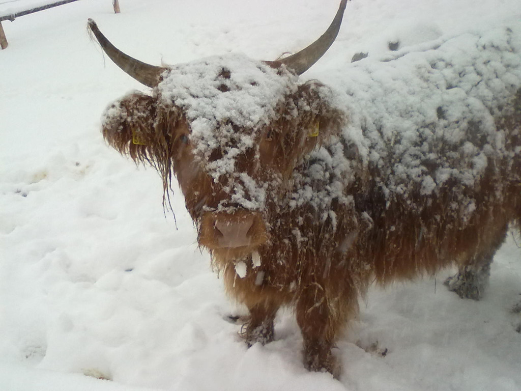 winter 022_jpg-1290779944