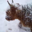 winter 023_jpg-1290779947