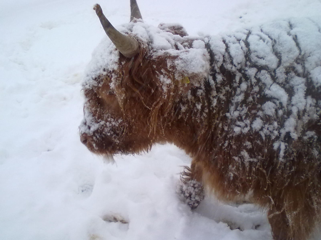 winter 023_jpg-1290779947