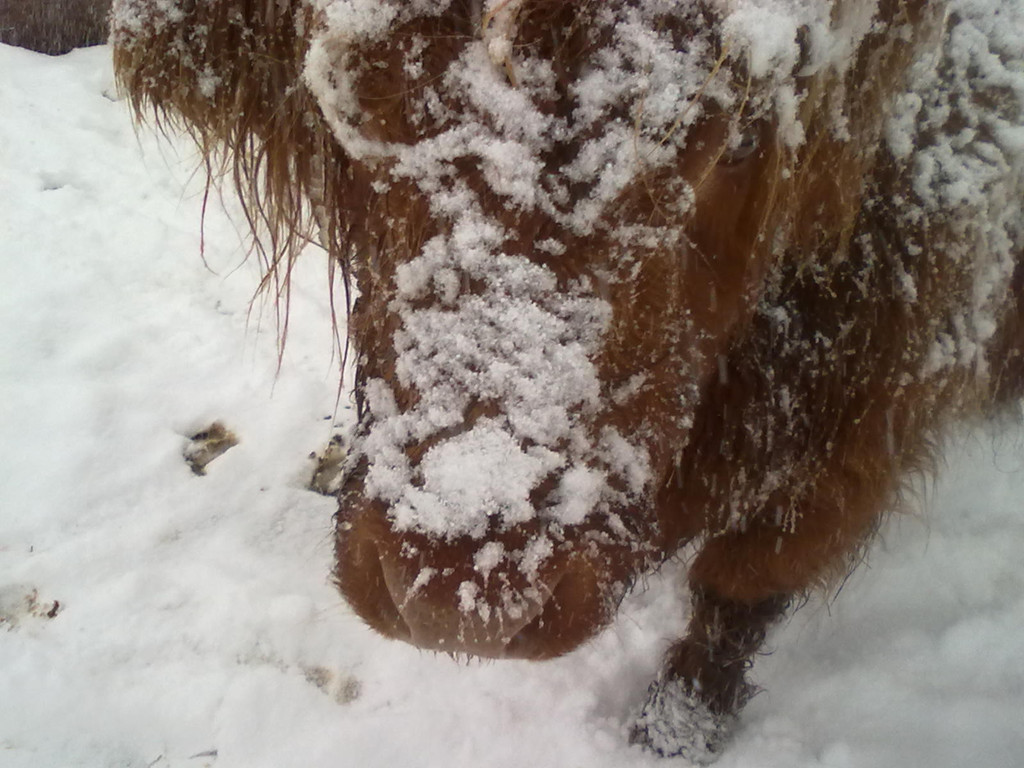 winter 024_jpg-1290779950