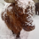 winter 026_jpg-1290779957