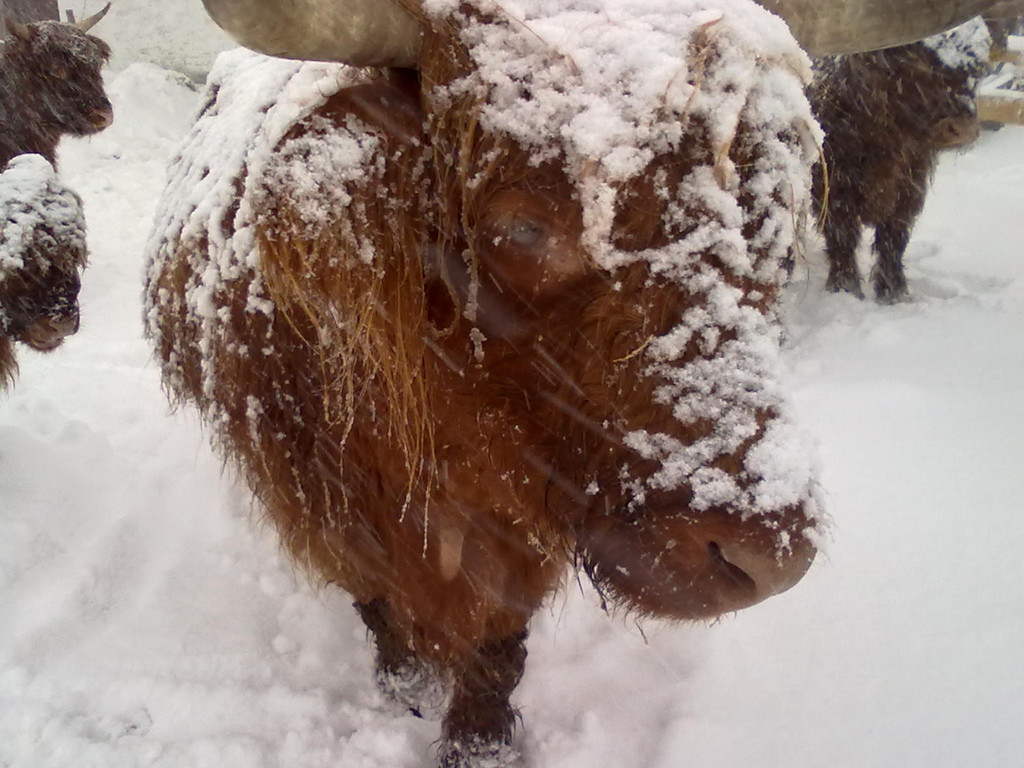 winter 026_jpg-1290779957