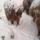 winter 029_jpg-1290779966
