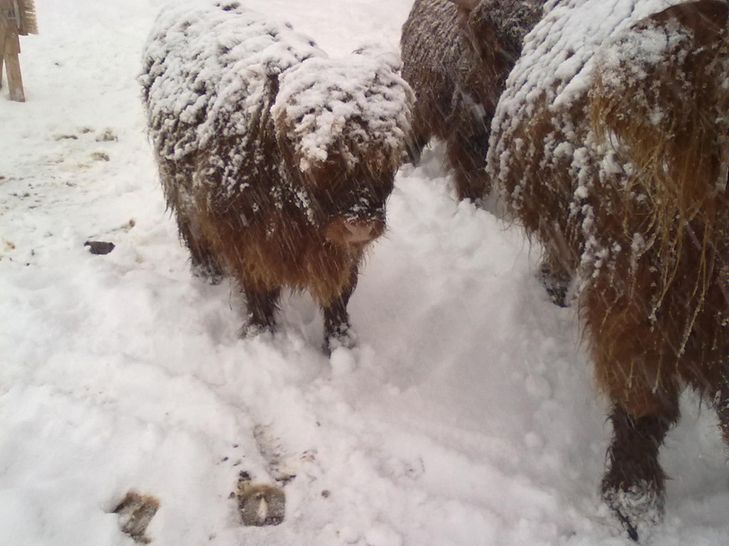 winter 029_jpg-1290779966